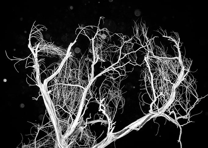 The Weary Tree