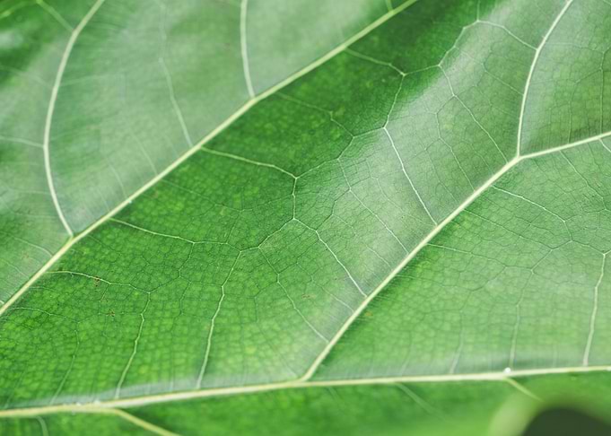 Green Leaf Structure