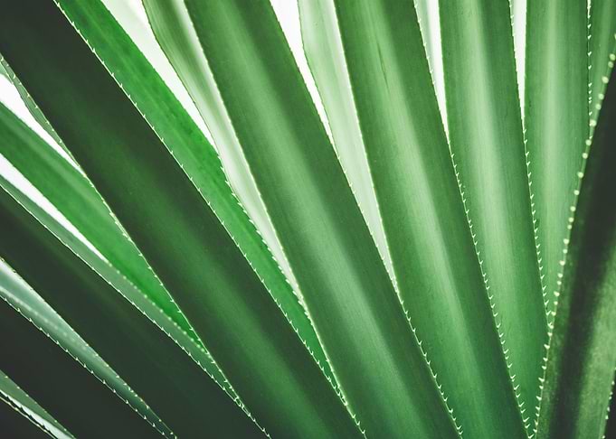 Tropical Plant