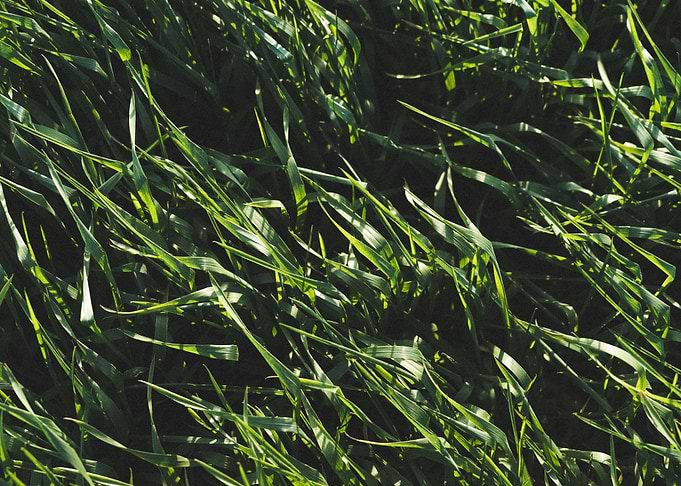 Green Wheat Field