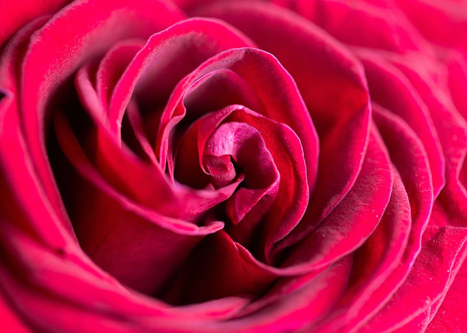 Flower Close Up