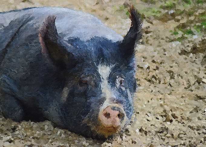 The Pig