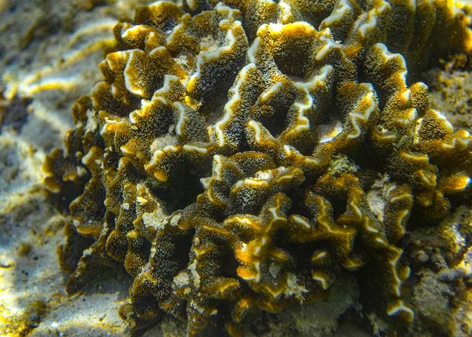 Coral Reef