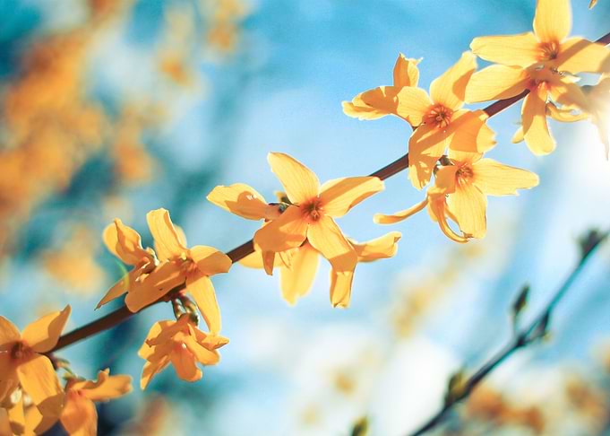 Border Forsythia