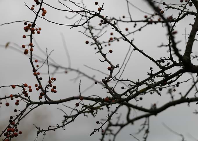 Autumn I