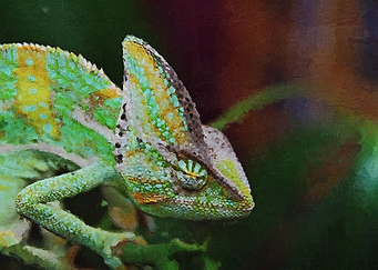 The Gecko