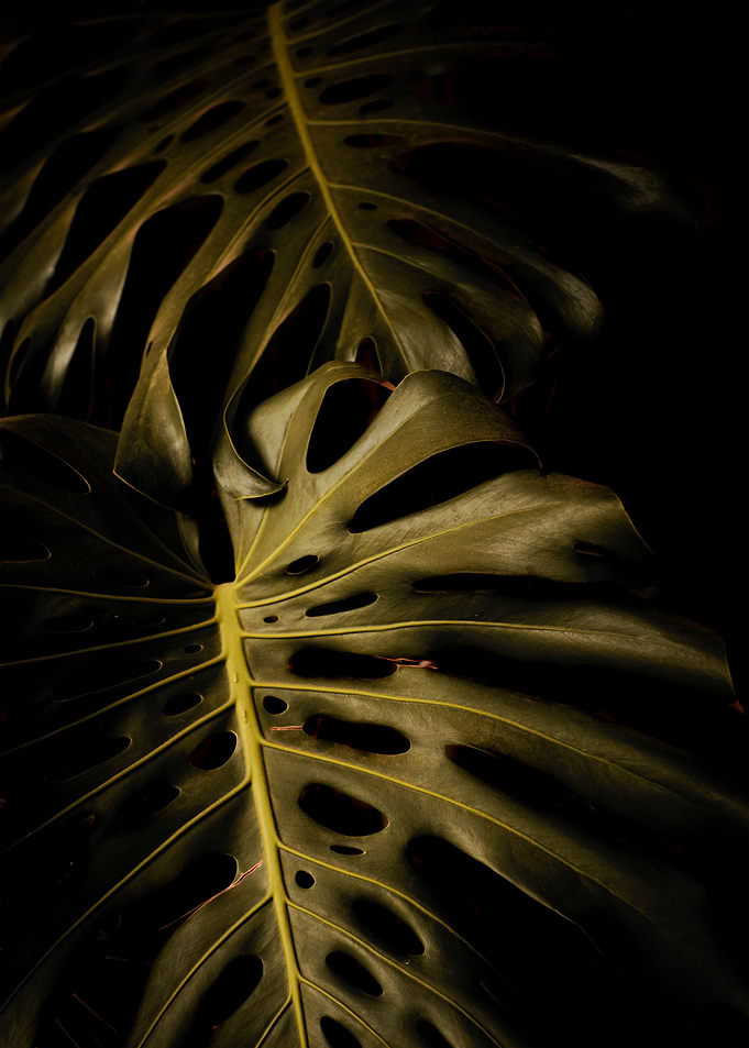 Monstera Leaves