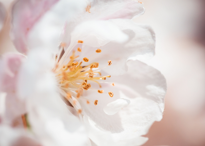 Wonderful Spring Bloom