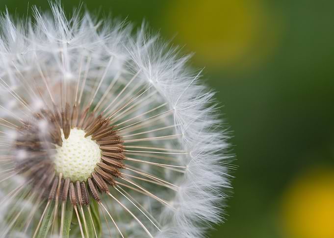 HalfNaked Flower