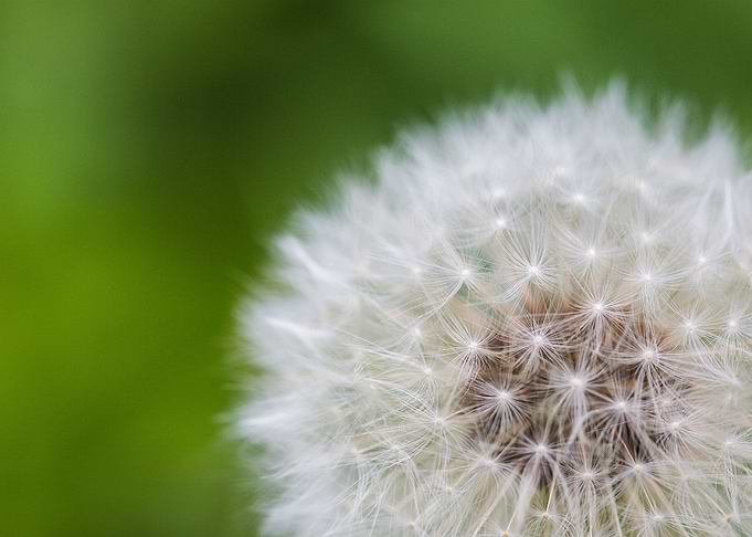 Blowball