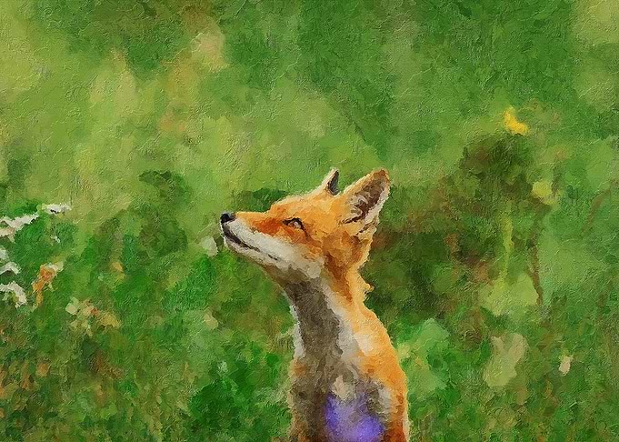 The Fox