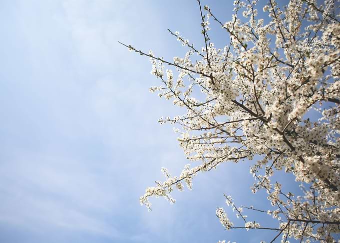 Apple Tree