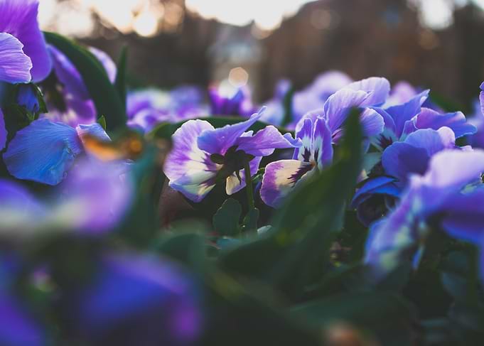 Flower Field