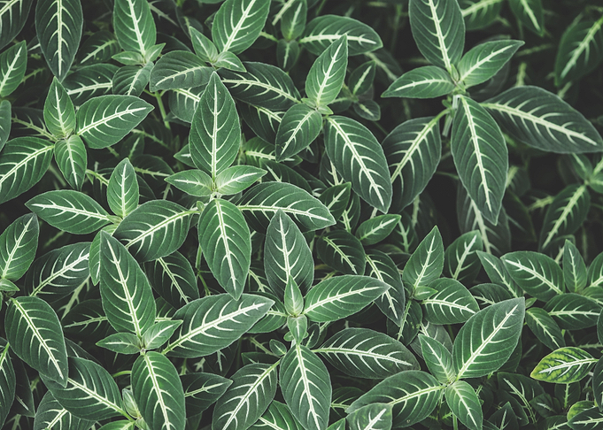 Green Leaves