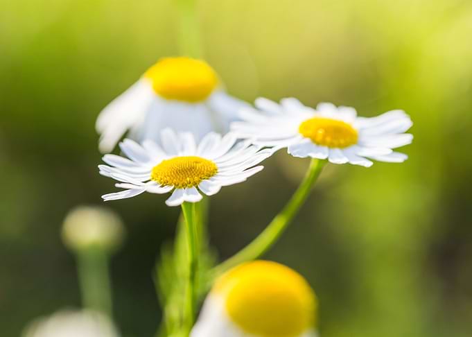 Daisies
