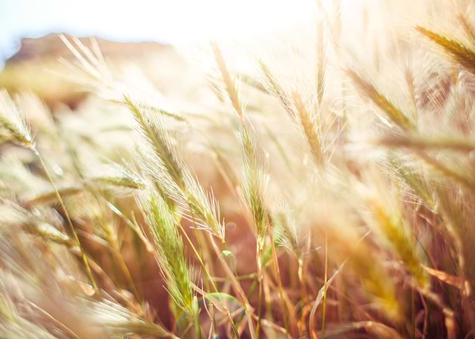 Wheat Close Up