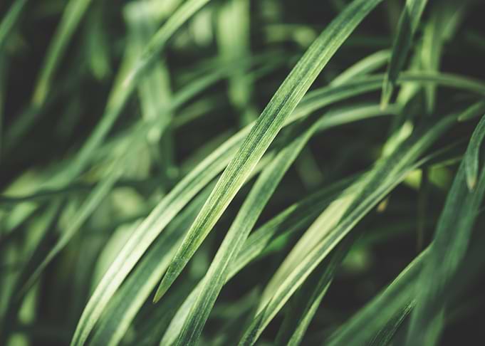 Grass Stems