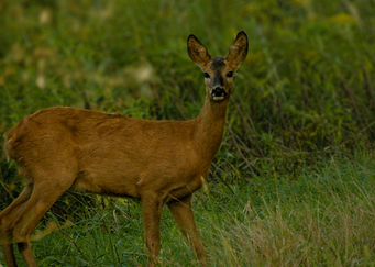 Doe in the forest