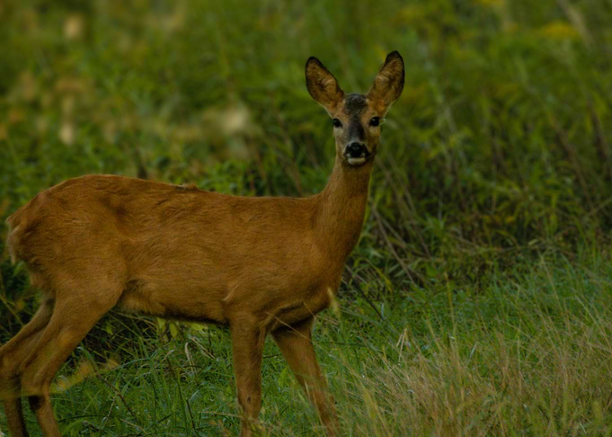 Doe in the forest