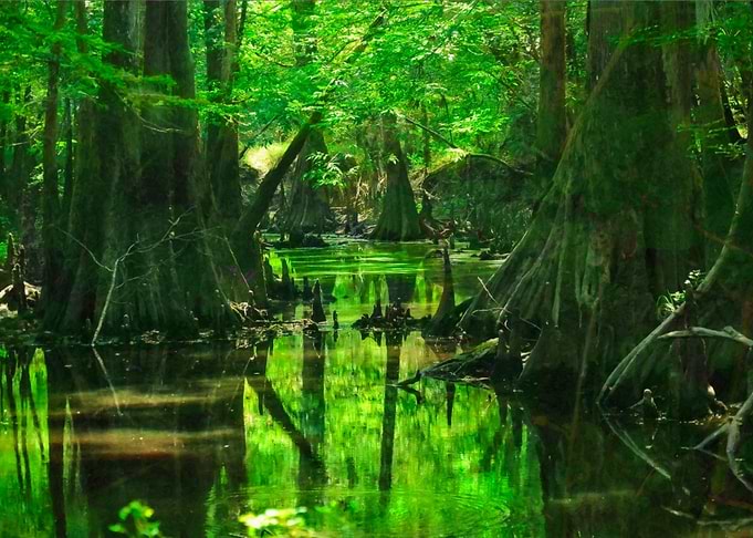 Luminous Marsh