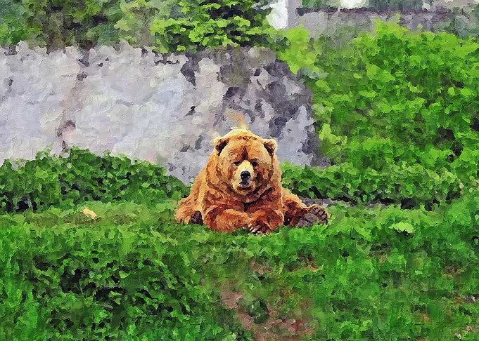 The Bear