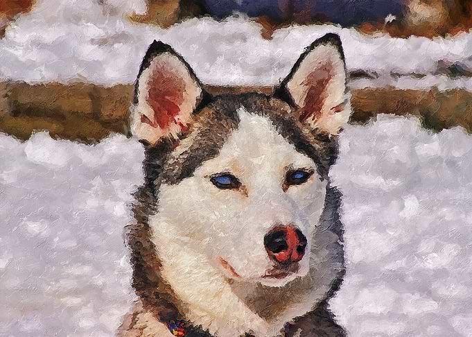 The Husky