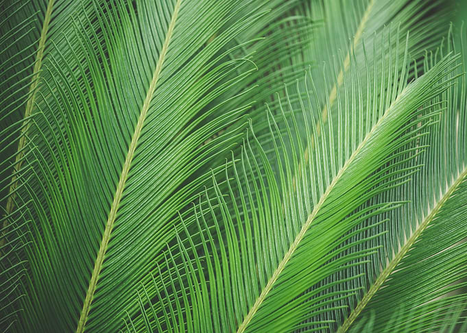 Green Palm Leaves