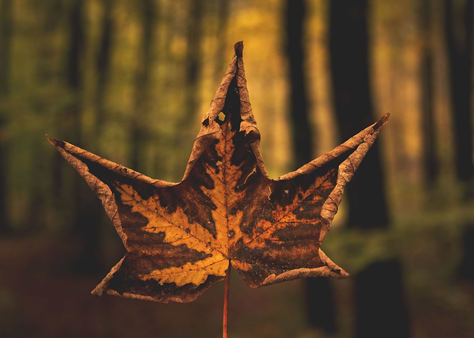 Vintgar Leaf