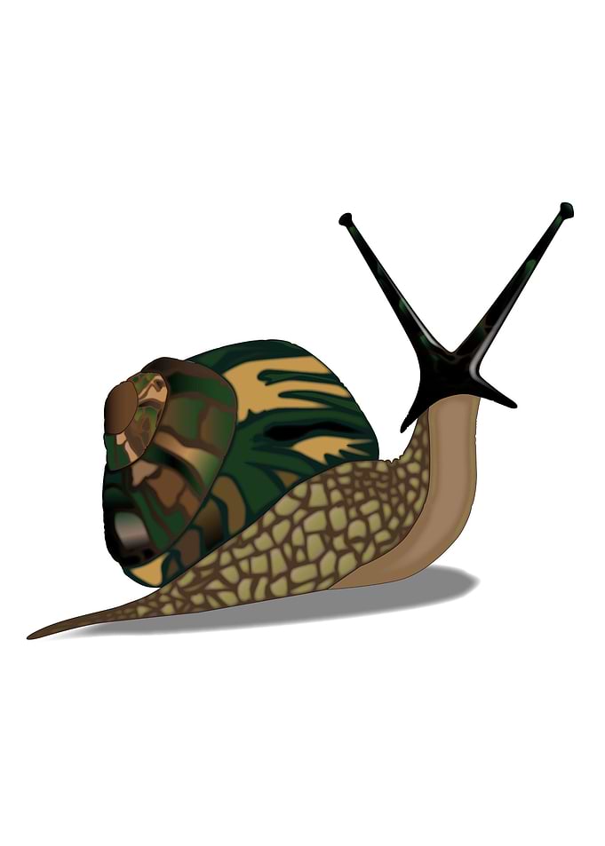 Isolated Snail