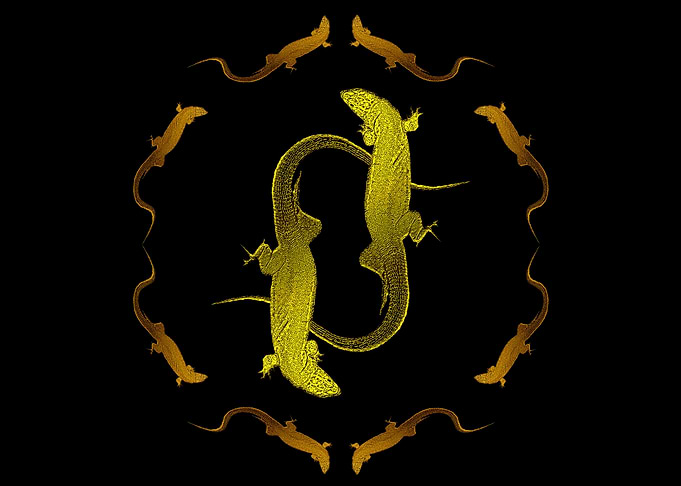 Lizards