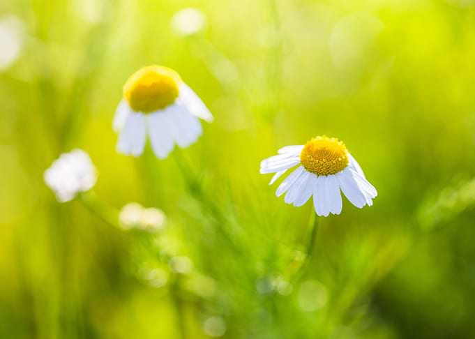 Wonderful Daisy
