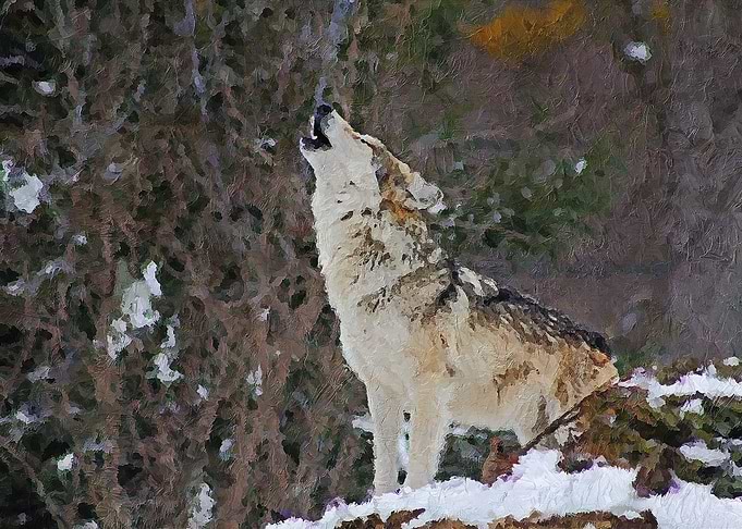 The Wolf