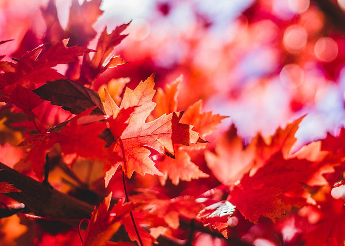 Forest Leaves