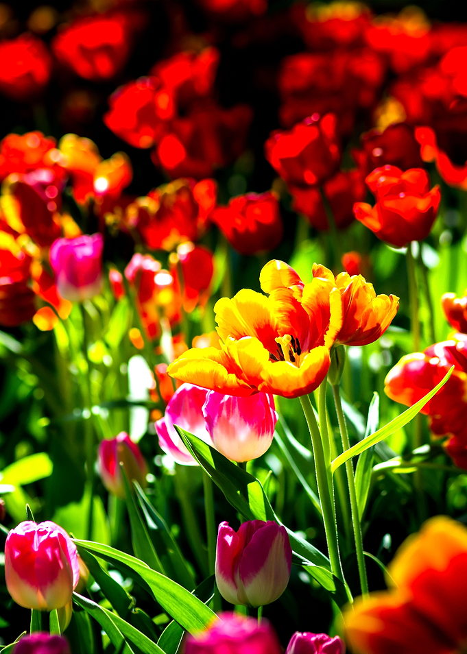 Colorful Tulips