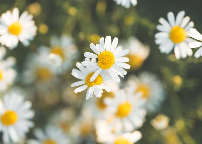 Daisy Flower