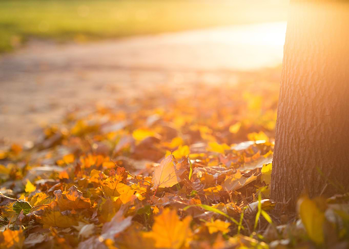 Fall Autumn Leaves on the