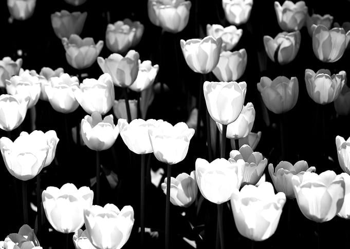White Tulips