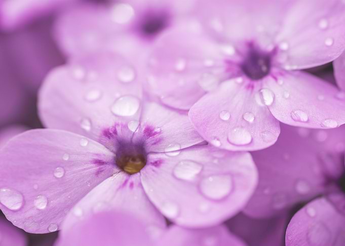 Raindrops on Violet Flower