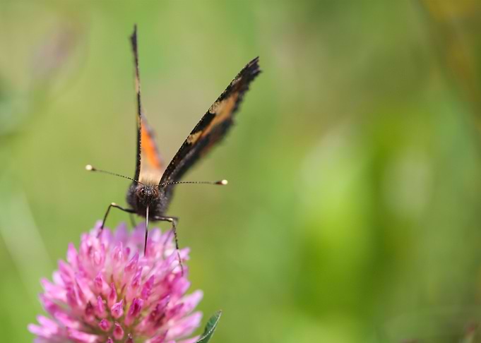 Orange Butterfly
