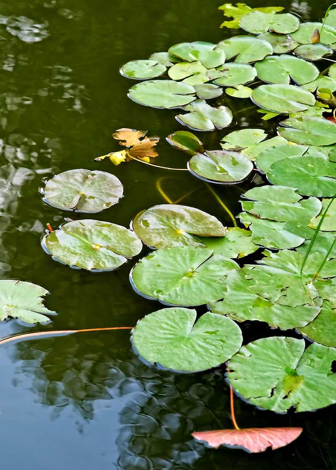 Water Lily Summer Pond