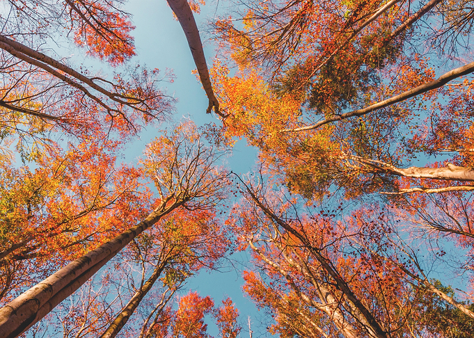 Tree View