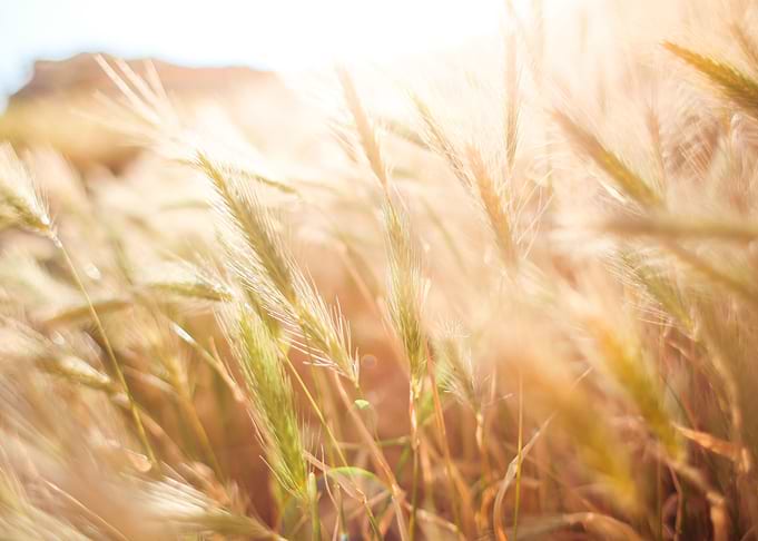 Wheat Field in Sun Close U