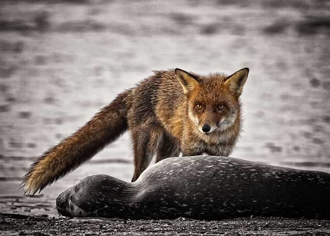 Happy Fox found a Seal