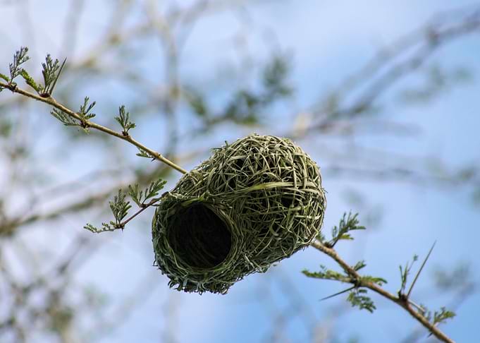 Bird House