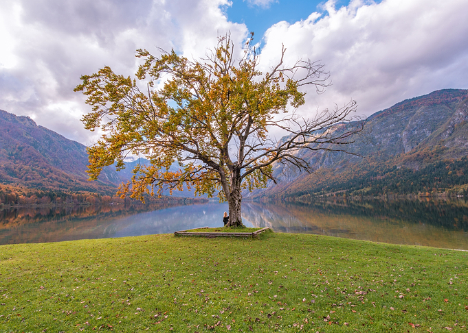 Lonely Tree