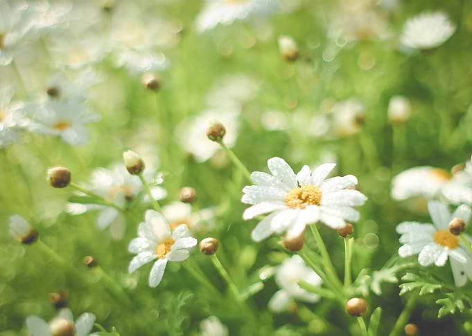 Summer Daisy Field