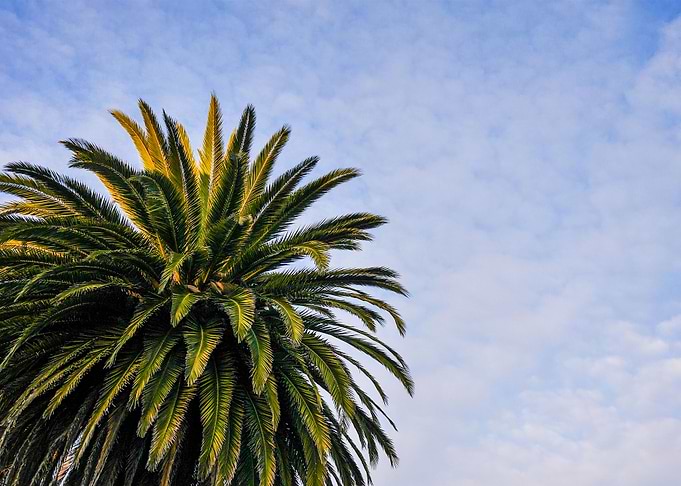 Beach Palm Tree