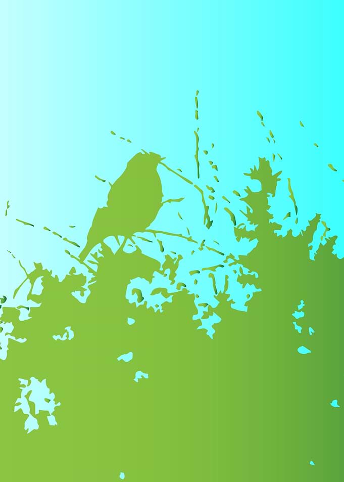 Bird in the Bush