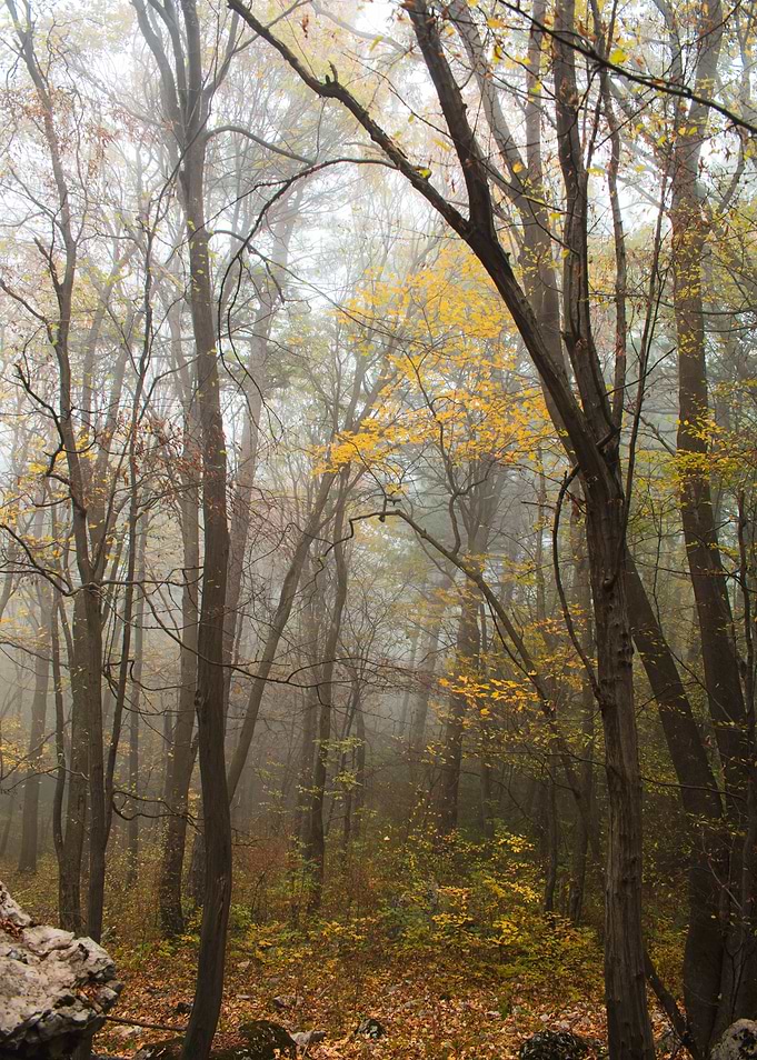 Foggy November