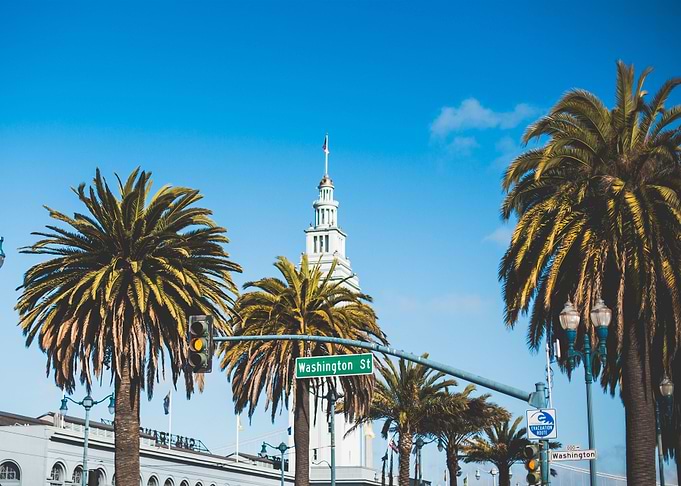 Street Palms